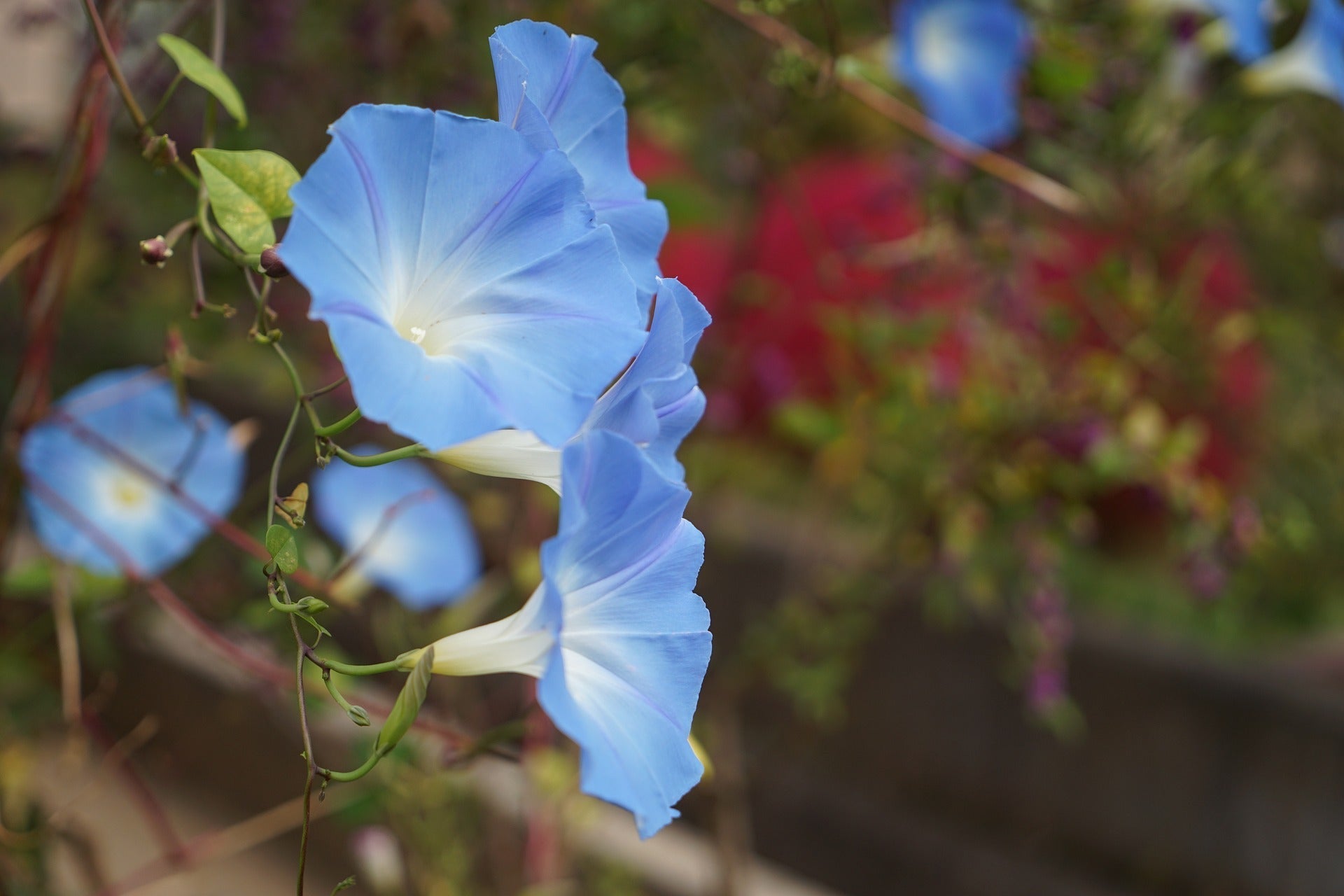 Morning Glory Fairy Felted Waldorf Doll